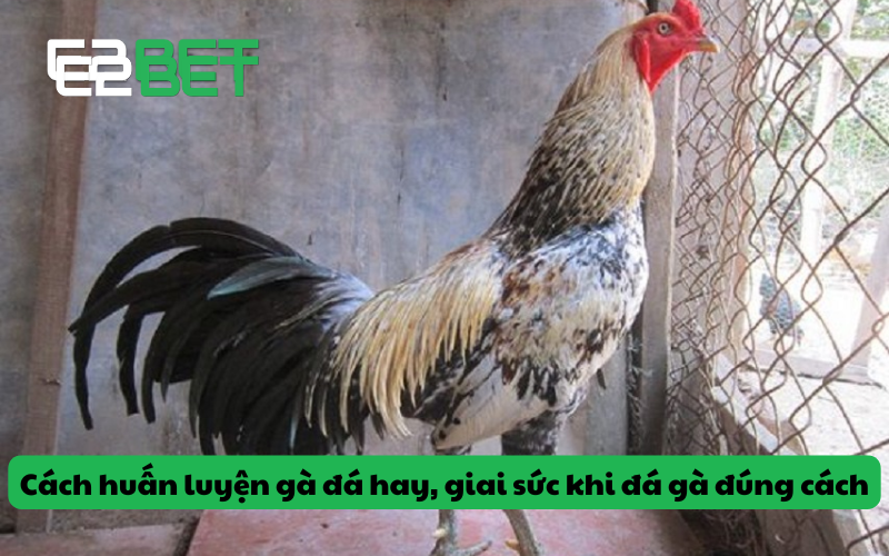 Cách huấn luyện gà đá hay, giai sức khi đá gà đúng cách