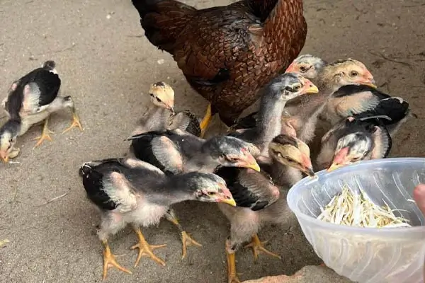 Cách chọn gà chọi con mới nở chuẩn nhất