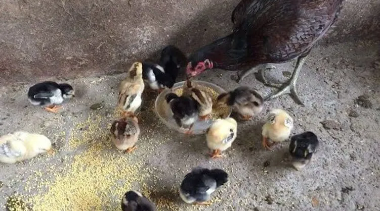 Cách nuôi gà chọi con mới nở đến 3 tháng tuổi